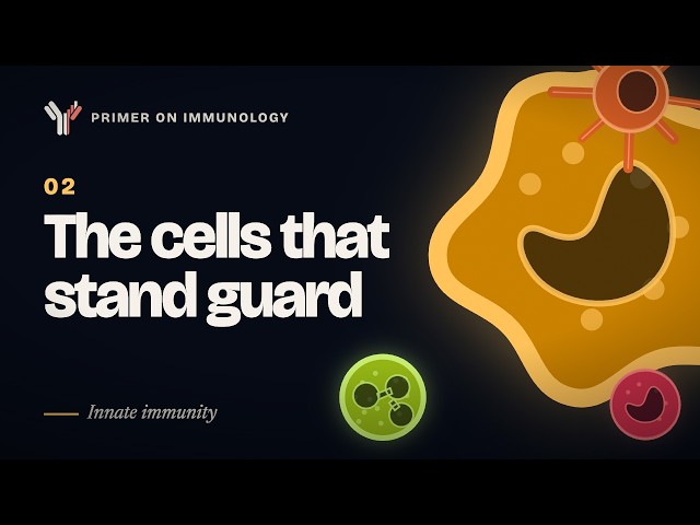 2. The cells of the Innate Immune System