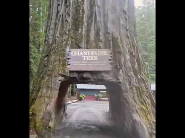 LSIA West - Day Eleven - Part One - Drive Through Tree