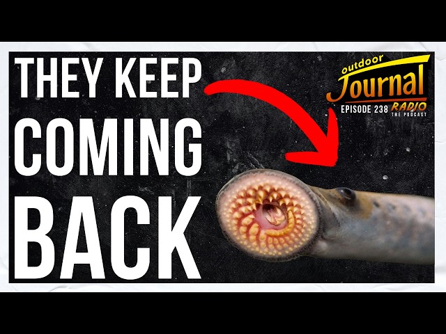 Why Sea Lamprey Keep Coming Back (FISH TALK W/ THE DOC)