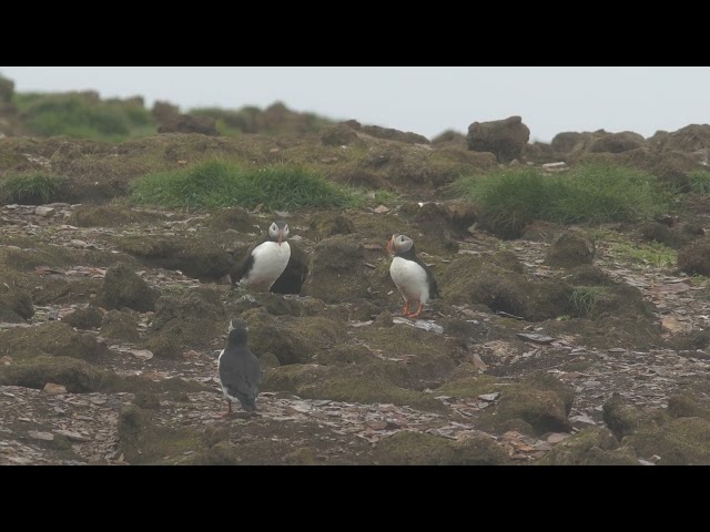 puffins!