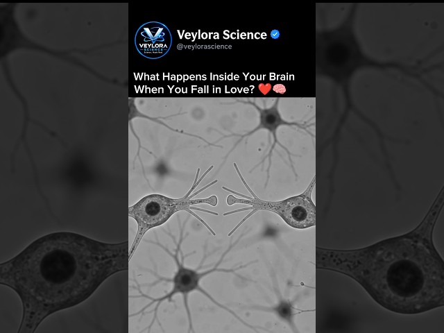 What Happens Inside Your Brain When You Fall in Love? ❤️🧠