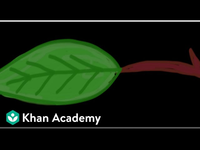 Anatomy of Leaf | Anatomy of Flowering Plants | Biology | Khan Academy