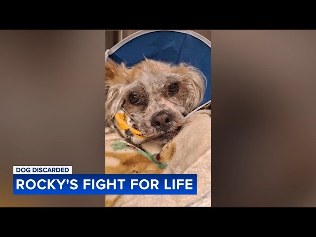 'Rocky' rescued: Emaciated dog found on side of road begins recovery after community effort