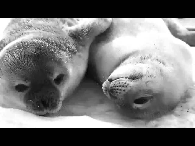 Pup Buds