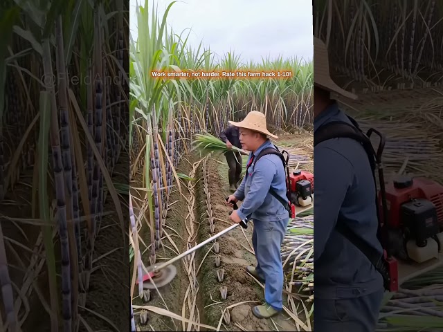 Smart Sugarcane Trimmer Cuts Weeds Fast
