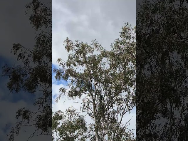 AUSTRALIAN BIRDS GETTING DRUNK ON EUCALYPTUS FLOWERS.  