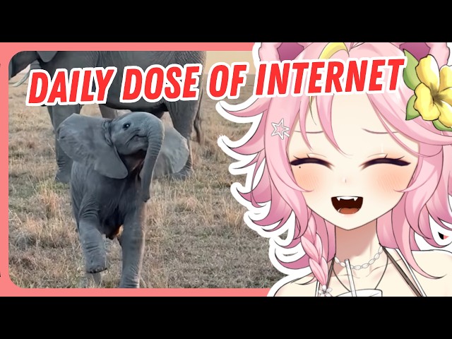 WHATS WITH THIS DAILY DOSE OF INTERNET?? | Maddiekuma Reacts