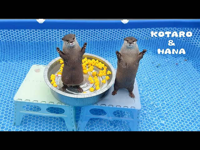 Otters Get Wet ‘N Wild with New Pool and Slide!