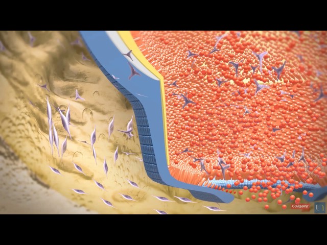3D modeling : Root tooth development
