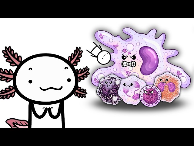 What It's Like To Fight Every Immune Cell