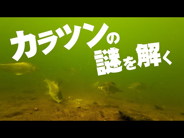 A thorough analysis of crucian carp fishing! We'll unravel the conditions below the float using u...