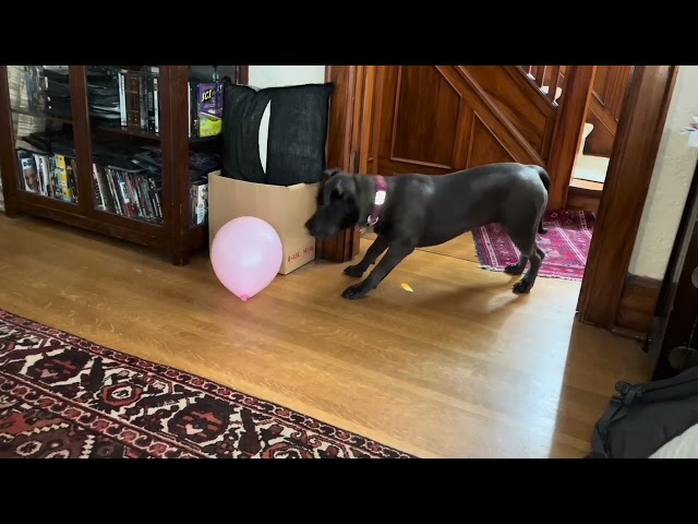 MJ and the Balloon   1