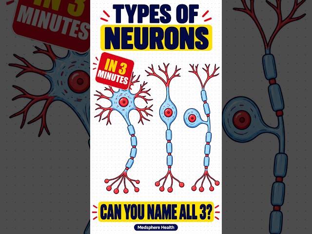 Classification of Neurons | Block D Neurosciences | MBBS Modular System