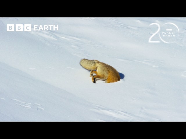 Red Fox’s Impressive Snow Dive To Hunt Prey | 20 Years of Planet Earth II | BBC Earth