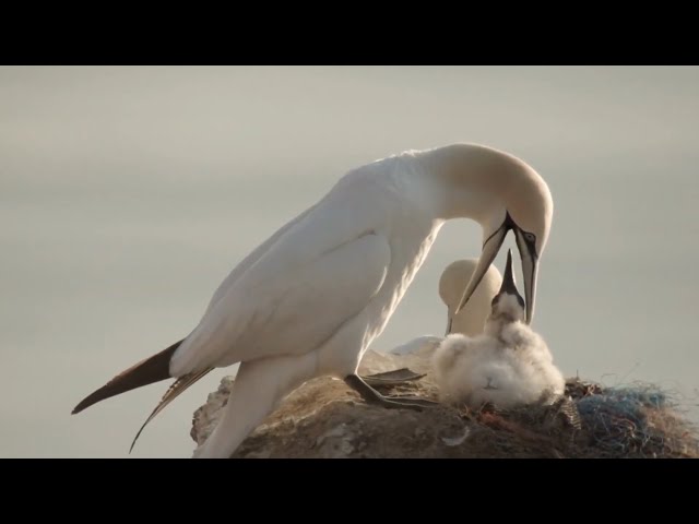 Gannet  Seabird | Gannets | Real Wild