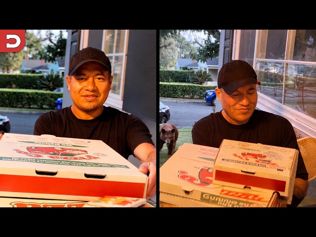 Bear Sneaks Up on Delivery Guy