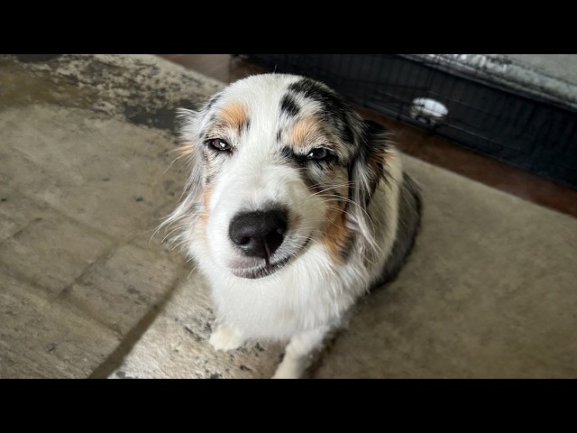 10 Minutes of Goofy DOGS And How They Make Us Laugh!
