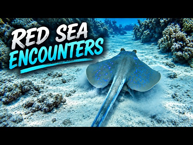 The Red Sea's Most Epic Dives: Giant Morays, Rays, and More