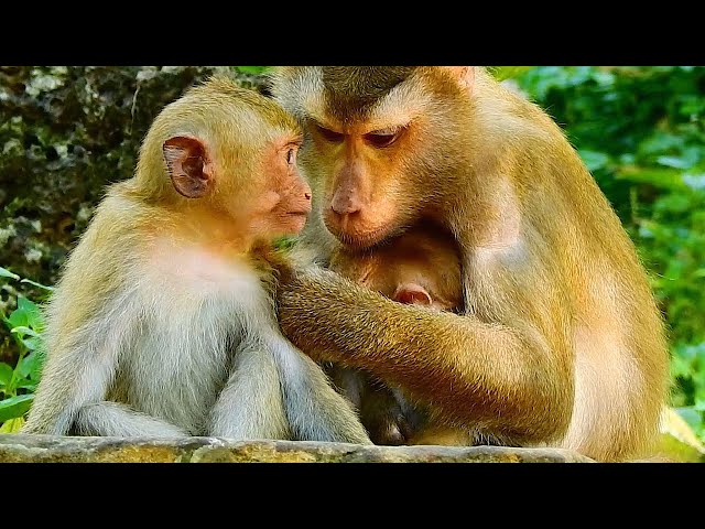 Wild Animal Mom Very Care Babies, Natural Life Monkey Wildlife Nat Geo With BBC Earth Nature