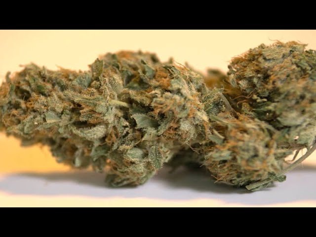 REVIEW de UNKNOWN KUSH y avance EXPO BOGOTÁ CANNABIS en COLOMBIA - Marihuana Now 99
