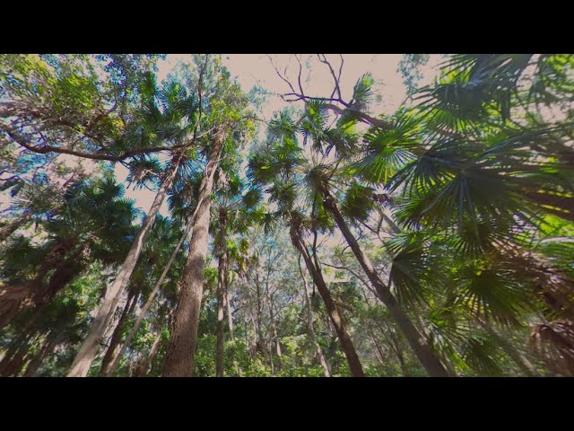 SitAwhile & re-energise under the amazing cabbage tree palms and listen to the nearby babbling brook