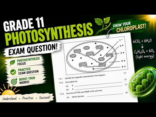 Grade 11 Photosynthesis Exam Question (Explained & Answered) | Past Paper| June Exams| Life science