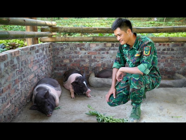 Orphaned and Starting With Nothing, Truong An Begins Building His Farm With His First Pigs