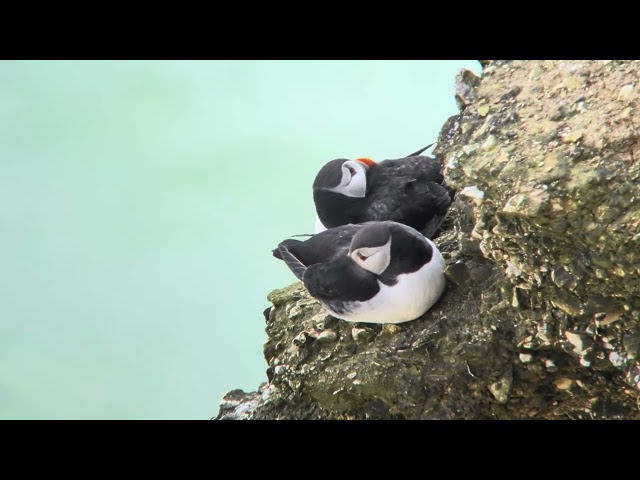 Puffins, Flamborough Head, May 2026