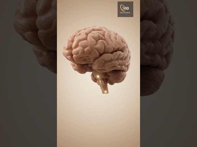 🌶️ How Your Brain Feels Spicy Heat | Nerve Signal → Spinal Cord → Brain | 3D Anatomy