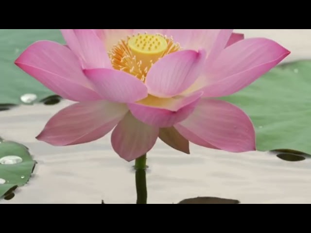 4K Lotus 🪷 pond - Relaxing nature 