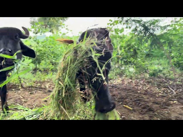 Free Village Nature Footage | Plants, Flowers & Fruits | Creative Commons Part - 7