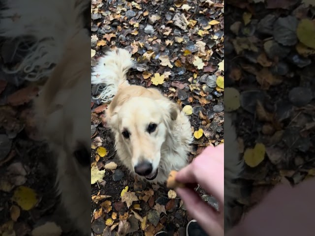 Addie Training Day 1 Off Leash Forest