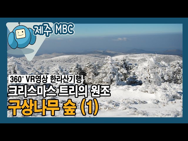 [360° VR 영상] 크리스마스 트리의 원조 ‘구상나무 숲 (1)’