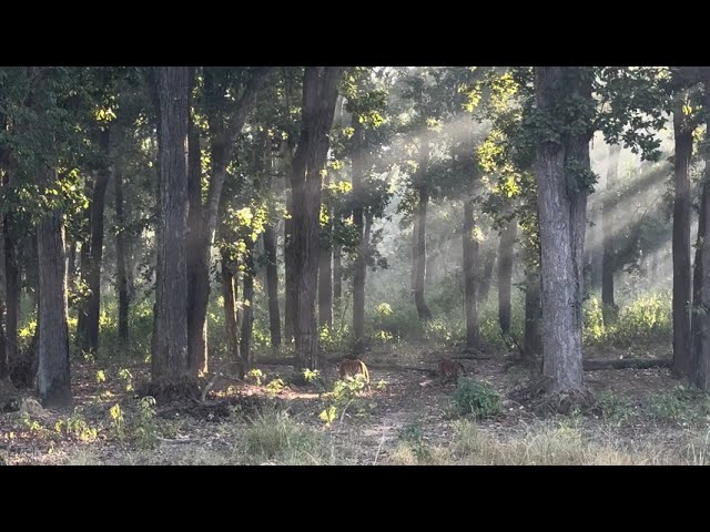 Tiger Territory Fight - Mohini and Sunaina - Kanha National Park