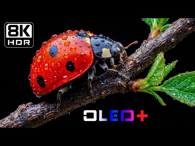World's Best OLED Display Test | Dolby Vision 8K HDR 60 fps | 8K/4K Video ULTRA HD TV