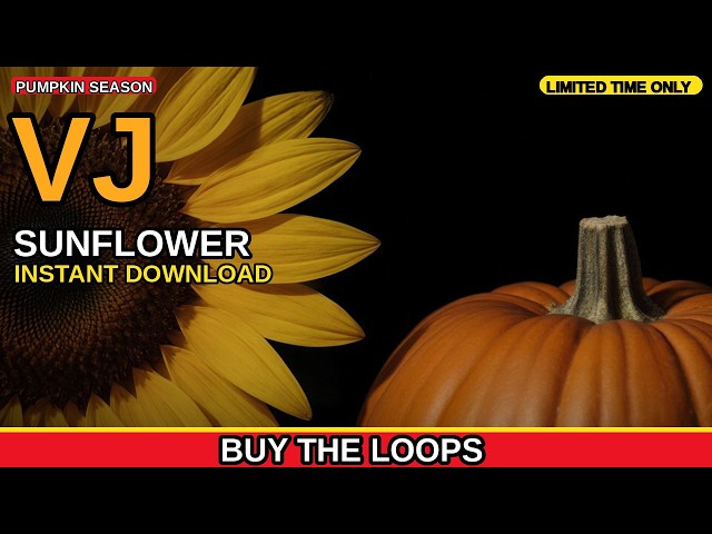 Sunflower Turn Pumpkin Season VJ Loop by Chromatomorphosis