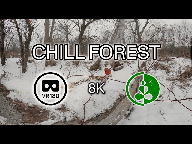 CHILL FOREST | VR180 | 3D Experience