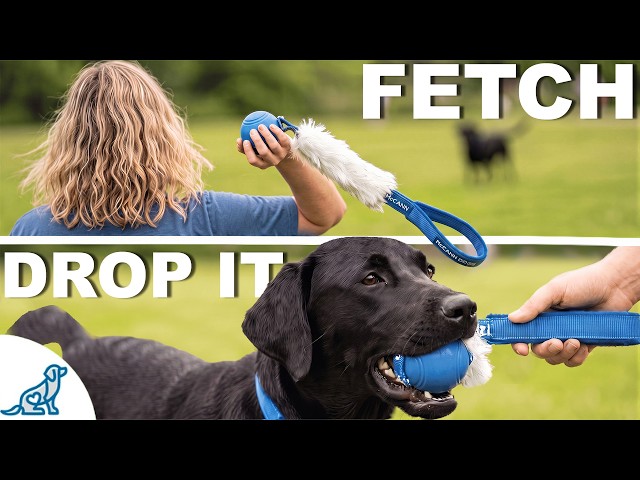 The #1 Mistake That Turns Fetch Into Keep Away