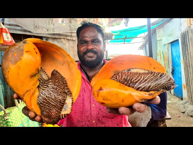KASIMEDU SPEED DAVID 🔥 GOLDEN SEA SNAIL CUTTING VIDEO | 4K VIDEO | YG FISH CUTTING