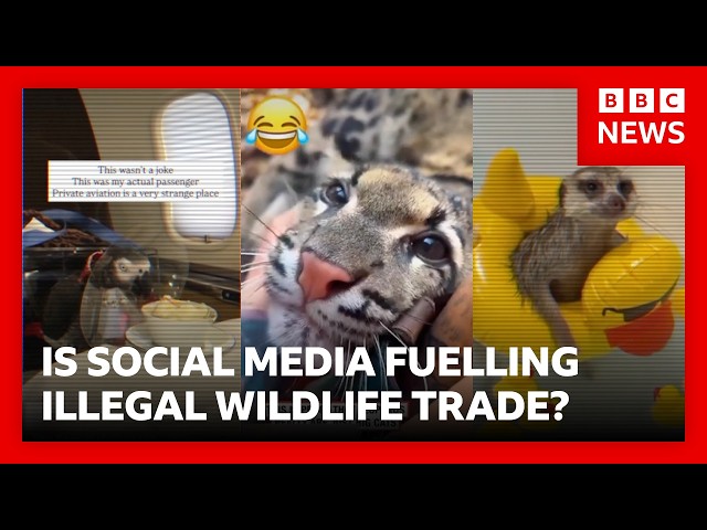 The truth behind viral social media videos of exotic animals | BBC News