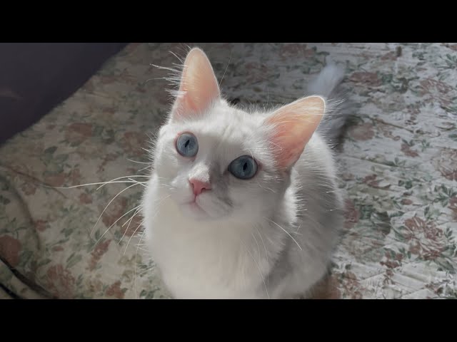 Four BEAUTIFUL White Cats Chilling in My Room