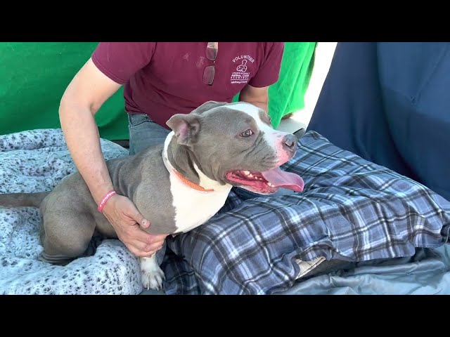 NEW! A5536130 Gorda   | Pit Bull
