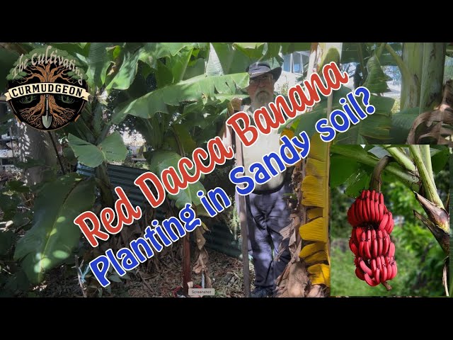 The Curmudgeon's Banana Bonanza: A Red Dacca Debut (and a Floral Flourish!)