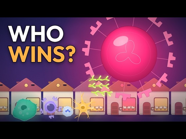 How the Immune System Fights an Infection
