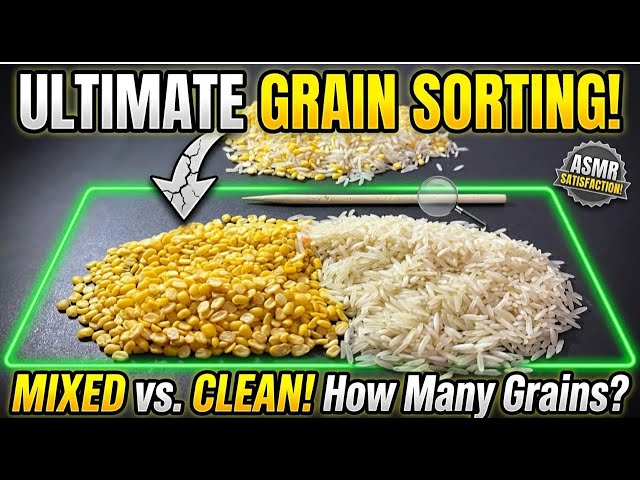 Ultimate Lentil Sorting ASMR LIVE 🌾 | Rice & Dal Sorting Sounds | Satisfying No Talking