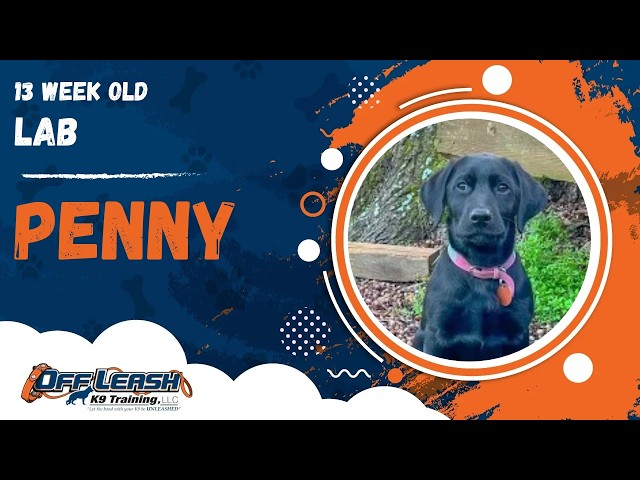 Penny | 13 Week Old Lab | 1 Week Puppy Board & Train | Off Leash K9 Training, Georgia