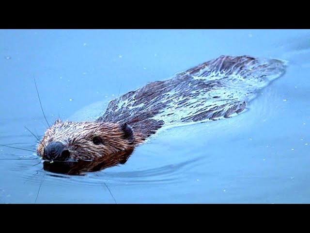 Scotland’s Wild Summer: Epic Animal Survival and Stunning Wildlife