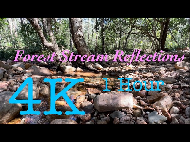 Winter 1  Hour Forest Stream Reflections - 4K Ambience Screensaver Background