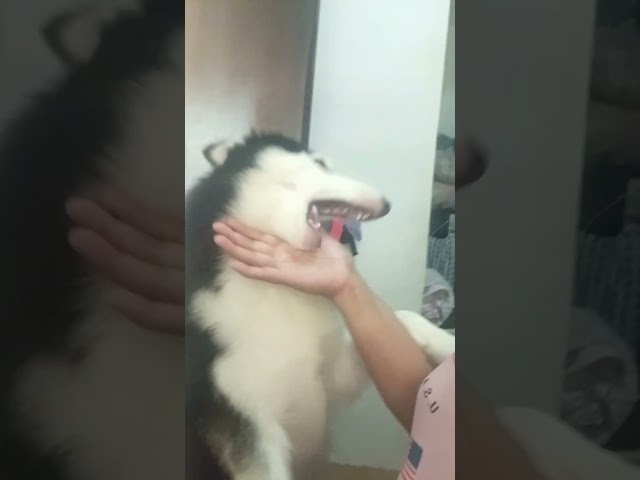 Snoopy @7months now