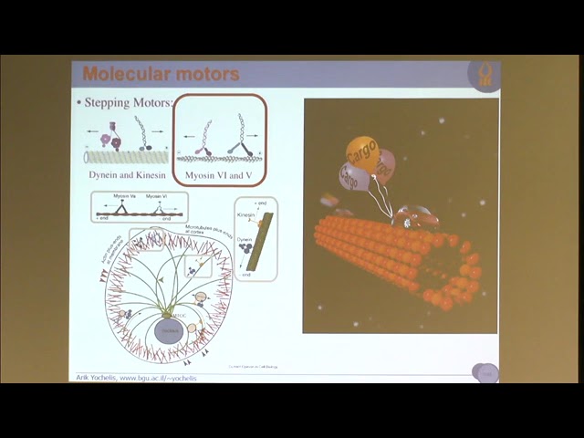 Prof. Arik Yochelis | Pattern formation by molecular motors in cellular protrusions